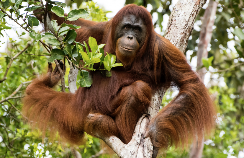 Orangutan in tree