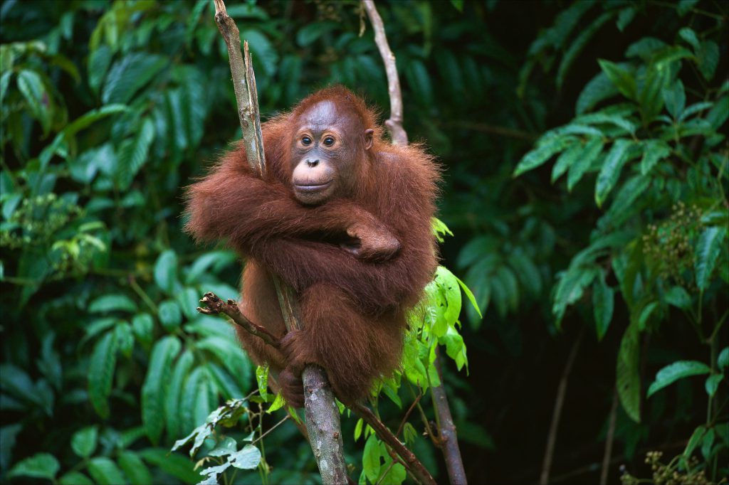 Orangutang in tree