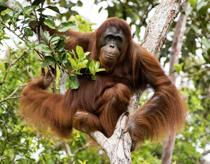Orangutan Jaw Jaw, face of Nuttelex Zero.
